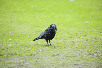 Common Raven looking at the camera