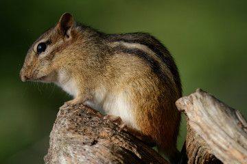 Chipmunk Perched on Log
