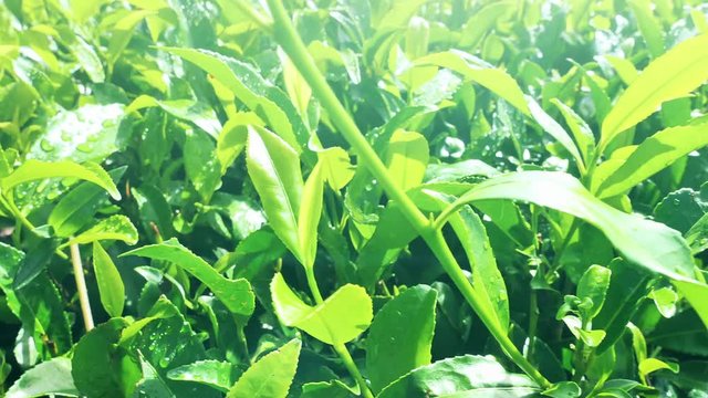 Green tea leaves with water drops of morning dew under bright sunlight close uo top view