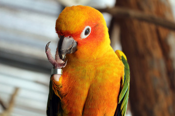 ring on leg parrot