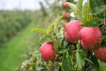 Juicy red apples hanging on the branch in the apple orchad during autum.