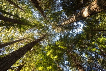 Obraz premium Looking up to blue sky through autumn trees of forest.
