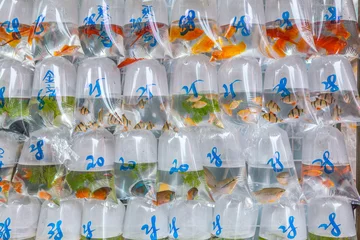 Foto auf Acrylglas Fische in Tüten auf dem Fischmarkt in Mongok Hong Kong © wsf-f