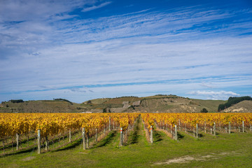 Row of beautiful grape yard with mountain, New Zealand