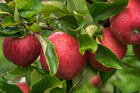 Juicy red apples hanging on the branch in the apple orchad during autum.