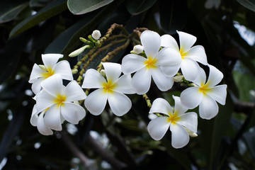 Plumeria/ The national flower of Laos Plumeria(champa )flower with nature background to create a...