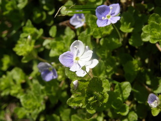 Summer flowers