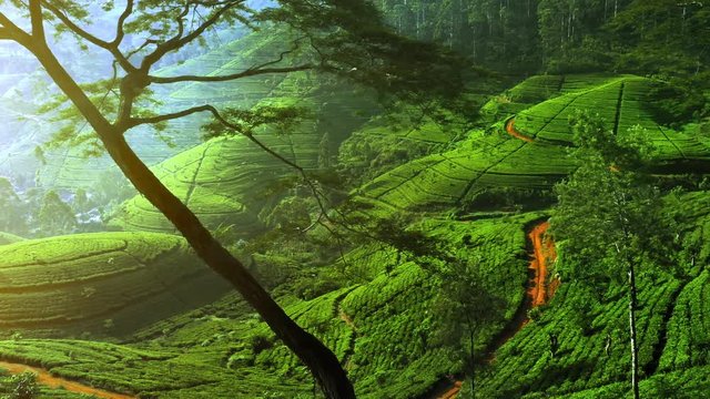 Idyllic landscape of tea fields on green valleys and hills in rural Sri Lanka highland. Mountain slopes and countryside roads among tea terraces in Nuwara Eliya