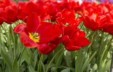 Red and orange tulips background.