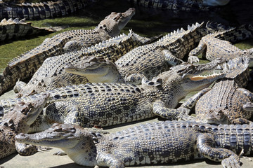 Colony of young salt water crocodiles