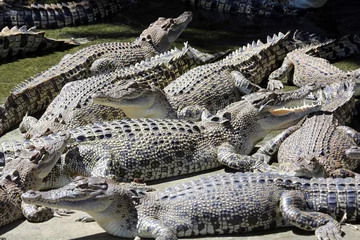 Papier Peint photo Lavable Crocodile Colony of young salt water crocodiles
