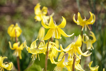 yellow erythronium  blooming in the spring in the garden.
