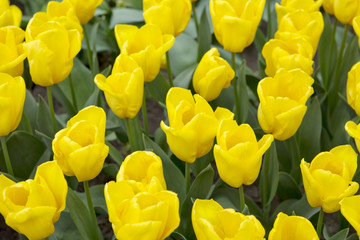 Yellow tulips background.