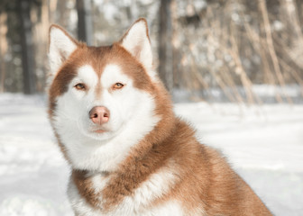 A large portrait of Husky against the background of a winter forest