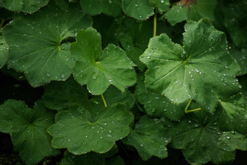 Gouttes de pluie sur feuillage vert en été au jardin