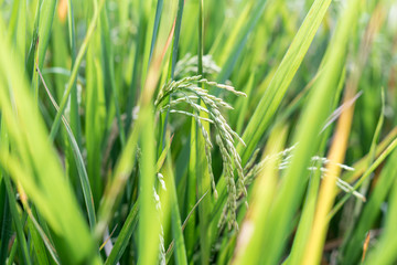 Rosée du matin sur les rizières 