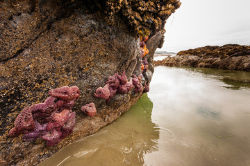 Fototapeta premium Large rock on the beach covered in star fish and seastars at low tide