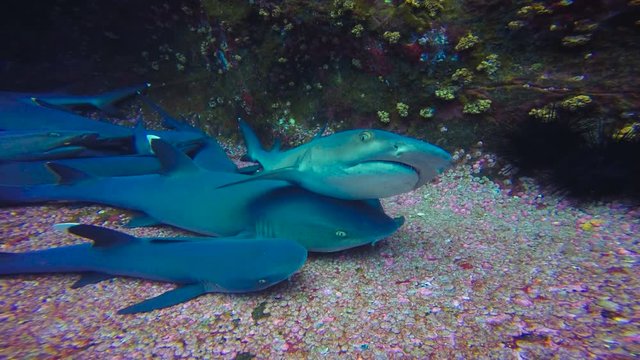 Увлекательные подводные погружения с акулами у острова Рока Партида в Тихом океане. Мексика.