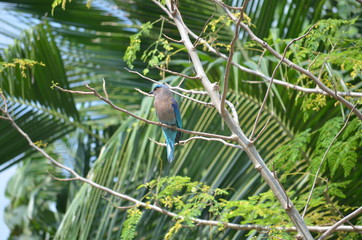 Fototapeta premium exotic blue and brown swallow bird