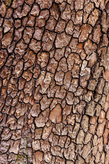 rough tree bark