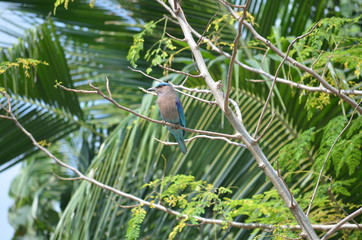 exotic blue and brown swallow bird