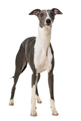 Fototapeta premium Whippet
