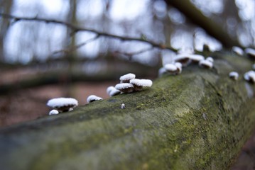 detail of a tree branch with white fungi