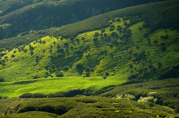 Mountain hills in green tones