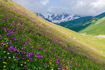 Obraz premium Summer landscape with blossoming mountain valley in Georgia