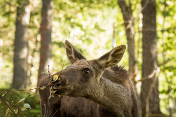 Fototapeta na wymiar Moose or European elk Alces alces young calf eating leaves in forest