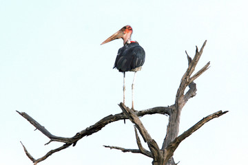 Marabou stork (Leptoptilos crumenifer) in Chobe national park, Botswana