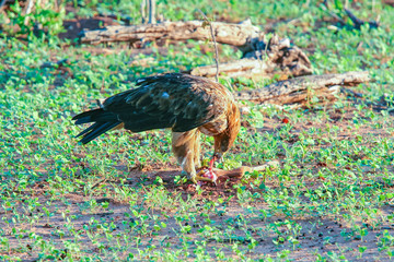 The tawny eagle (Aquila rapax) eats in Chobe national park, Botswana