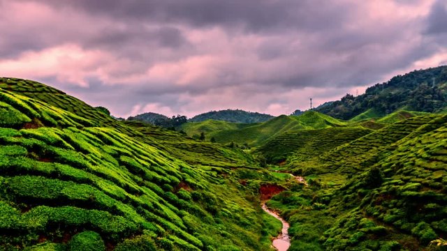 Spectacular sunrise over tea plantation in Cameron Highlands, Malaysia