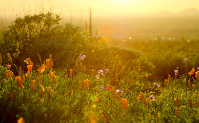 Desert Wildflowers: Arizona