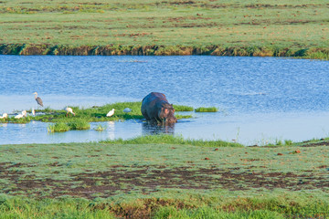 The Big Brown Behemoth (Hippopotamus amphibius) in water, Botswana