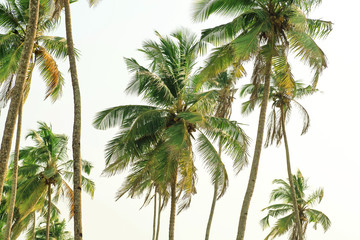 Tall palm trees in tropical coconut wood on exotic island.