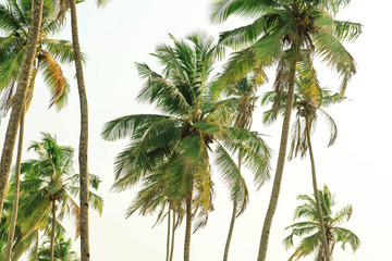 Obraz premium Tall palm trees in tropical coconut wood on exotic island.