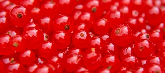 Pile of ripe red currant berries
