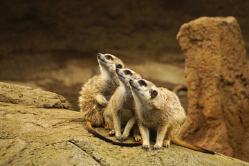 Meerkats
