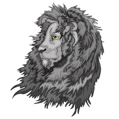 Head of a lion vector illustration , grey design isolated on white background