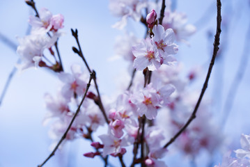 Obraz premium 桜