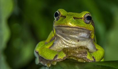 tree frog