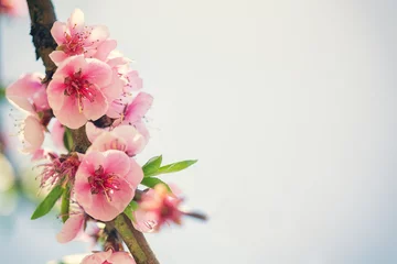 Fond de hotte en verre imprimé Fleur de cerisier Fleurs de cerisier de printemps