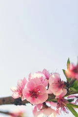 Wandcirkels Kersenbloesem Spring Cherry Blossoms   © k2photostudio