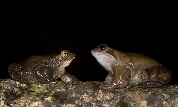 Common frog (Rana temporaria) and toad (Bufo bufo). Comparison of two common European amphibians, in profile, showing differences in skin texture and size