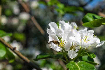 Bee on flowers of apple