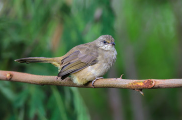 Streak-eared Bulbul or Pycnonotus blanfordi, beautiful bird on branch with green background.