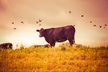 Cow grazing with birds vintage