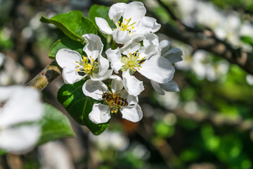 Bee on flowers of apple