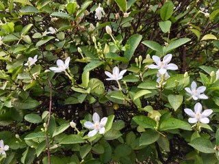 Obraz premium asian flower